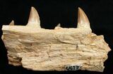 Mosasaur (Eremiasaurus) Jaw Section On Stand #11507-2